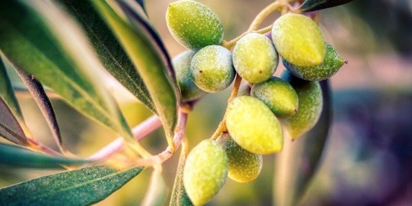 Aceite de oliva virgen extra ecológico: un futuro sostenible